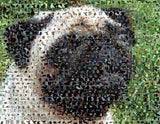 Amazing Pug Dog Montage Limited Edition art print COA , Pug - n/a, Final Score Products
 - 1