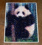 Amazing PANDA Bear Wild Animals Montage , Pandas - n/a, Final Score Products
 - 1
