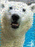 Amazing Polar Bear Wild Animals Montage Limited Edition , Polar Bears - n/a, Final Score Products
 - 1