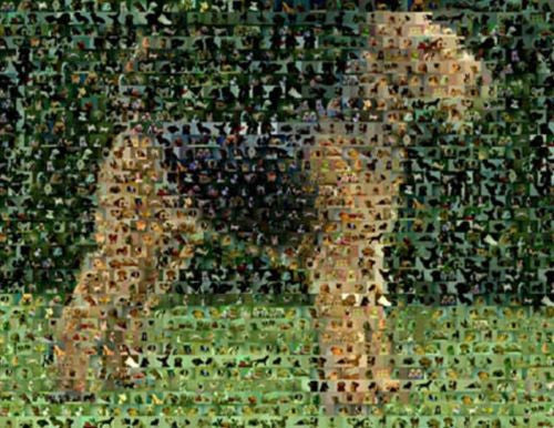Amazing Airedale Terrier Dog Montage 1 of only 25 w/COA