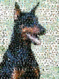 Amazing Doberman Pinscher Dog Montage Limited Edition , Doberman Pinscher - n/a, Final Score Products
