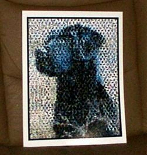 Amazing Chocolate Black Labrador Retriever Dog Montage