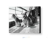 Rare Framed 1912 Titanic Dog Survivors Vintage Photo. Jumbo Giclée 8.5X11 Print