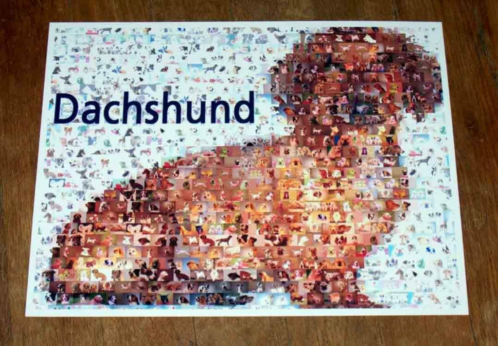 Amazing Dachshund Weener Weiner Dog Montage w/COA