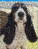 Basset Hound Dog Mosaic Print Limited Edition , Posters, Prints & Pictures - Artist Paul Van Scott, Final Score Products
 - 1