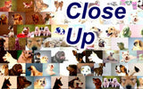 Basset Hound Dog Mosaic Print Limited Edition , Posters, Prints & Pictures - Artist Paul Van Scott, Final Score Products
 - 2